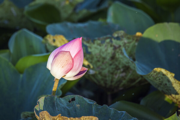 Lotus flower in Ban Thale Noi, nature reserve, Thailand