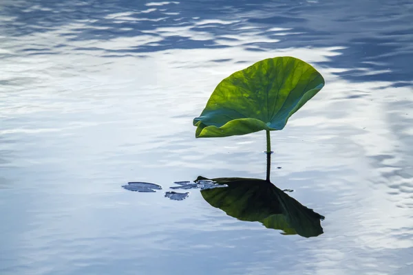 Lotus leaf in Ban Thale Noi, nature reserve, Thailand — Stock Photo, Image