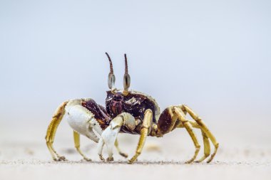 Boynuzlu hayalet Yengeç Koh Muk Beach, Tayland