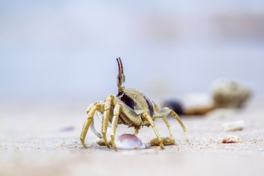 Boynuzlu hayalet Yengeç Koh Muk Beach, Tayland