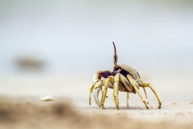 Boynuzlu hayalet Yengeç Koh Muk Beach, Tayland