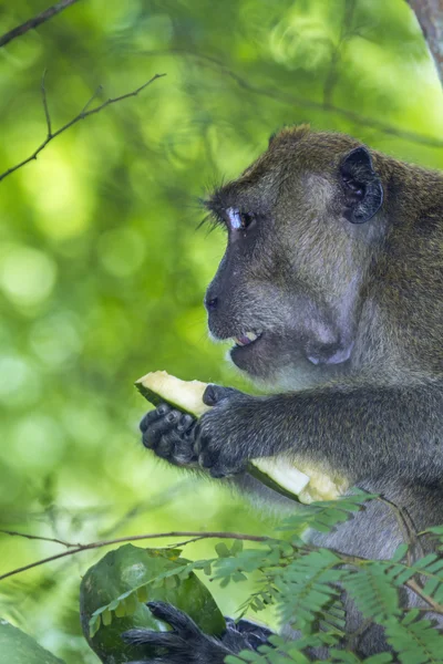 Macaco come cangrejos en Kho Muk, Tailandia —  Fotos de Stock