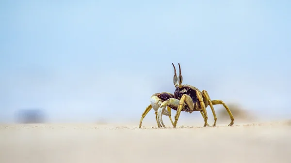 Rogaty Duch kraba w beach Koh Muk, Tajlandia — Zdjęcie stockowe