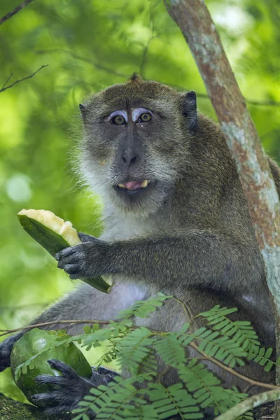 Krabbätande makaker i Kho Muk, Thailand — Stockfoto