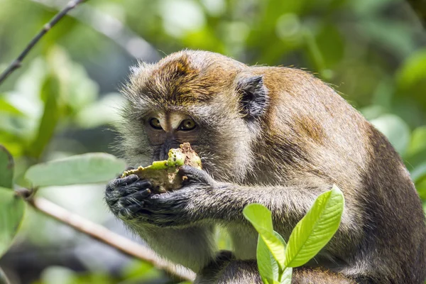 Krabbätande makaker i Kho Muk, Thailand — Stockfoto