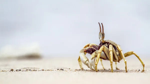 Caranguejo-fantasma com chifres na praia de Koh Muk, Tailândia — Fotografia de Stock