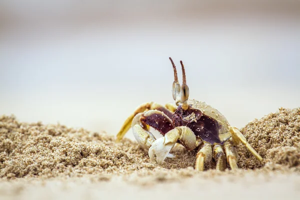 Rohatý duch krab v Koh Muk beach, Thajsko — Stock fotografie