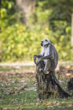 Bardia Milli Parkı, Nepal Hanuman Langur