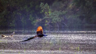 Indian peafowl in Bardia national park, Nepal clipart