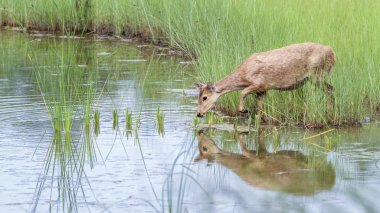 Domuz geyiği Bardia Ulusal Park, Nepal
