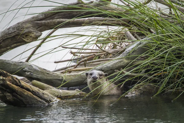 Fischotter im Bardia-Nationalpark, Nepal — Stockfoto