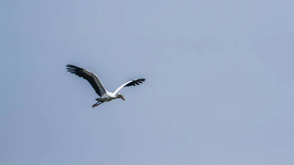 Asijské openbill v národním parku Bardií, Nepál — Stock fotografie