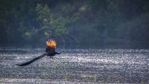 Indische Pfaue im Bardia Nationalpark, Nepal — Stockfoto