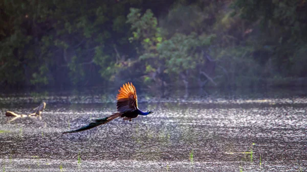 Indische Pfaue im Bardia Nationalpark, Nepal — Stockfoto