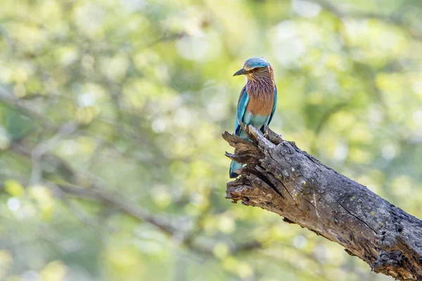 Rolo indiano no parque nacional da Bardia, Nepal — Fotografia de Stock