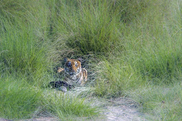 Tigre du Bengale dans le parc national de Bardia, Népal — Photo