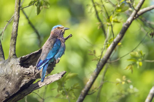 Indian roller in Bardia national park, Nepal — Stock Photo, Image