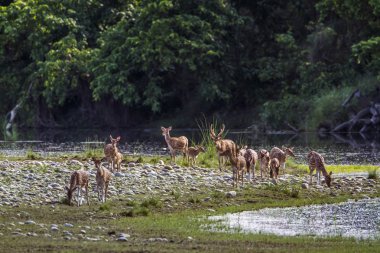 Benekli geyik Bardia Milli Parkı, Nepal
