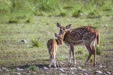 Benekli geyik Bardia Milli Parkı, Nepal