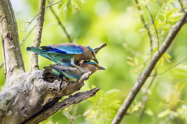 Indian roller in Bardia national park, Nepal — Stock Photo, Image