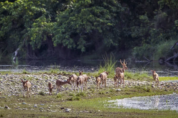 Ciervo Manchado en el Parque Nacional Bardia, Nepal —  Fotos de Stock