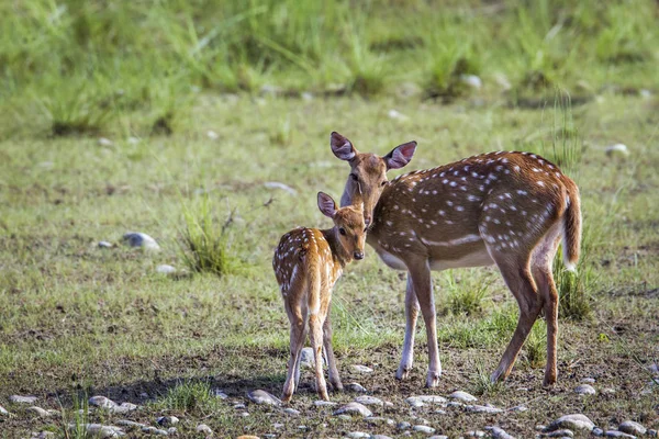 Benekli geyik Bardia Milli Parkı, Nepal — Stok fotoğraf