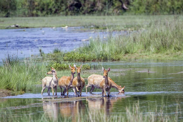 巴蒂亚国家公园，尼泊尔的沼泽鹿 — 图库照片