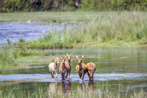 Ciervo de pantano en el parque nacional de Bardia, Nepal — Foto de Stock