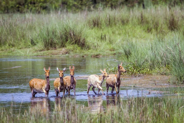 バルディア国立公園、ネパールの湿地鹿 — ストック写真