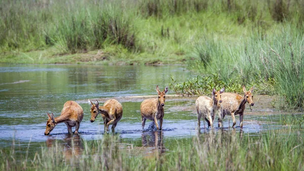 Ciervo de pantano en el parque nacional de Bardia, Nepal —  Fotos de Stock