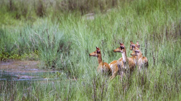 Swamp Deer i Bardia nasjonalpark, Nepal – stockfoto