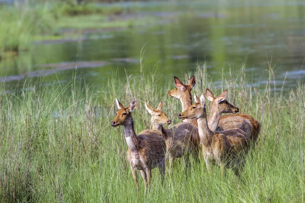 Swamp rådjur i Gabbe national park, Nepal — Stockfoto