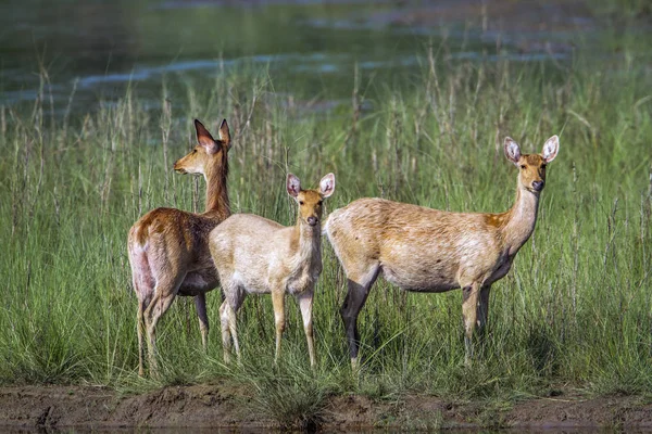 Jeleń Swamp Parku Narodowego Bardiję, Nepal — Zdjęcie stockowe