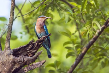 Bardia Milli Parkı, Nepal içinde Hint roller