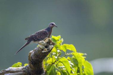 Bardia Milli Parkı, Nepal benekli güvercin