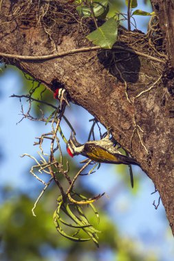 Kara sırtlı Dinopium Bardia Ulusal Park, Nepal