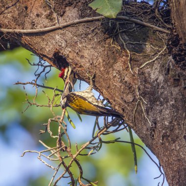 Kara sırtlı Dinopium Bardia Ulusal Park, Nepal