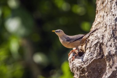 Kestane kuyruklu sığırcık Bardia Ulusal Park, Nepal