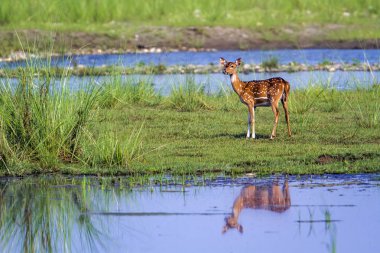 Benekli geyik Bardia Milli Parkı, Nepal
