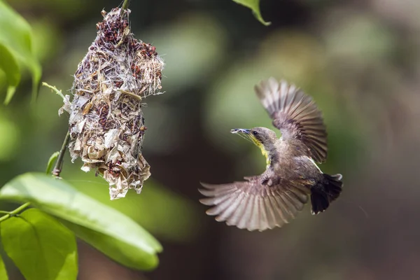 Purple sunbird in Bardia national park, Nepal — Stock Photo, Image