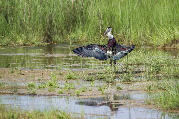 Cicogna dal collo lanoso nel parco nazionale di Bardia, Nepal — Foto Stock