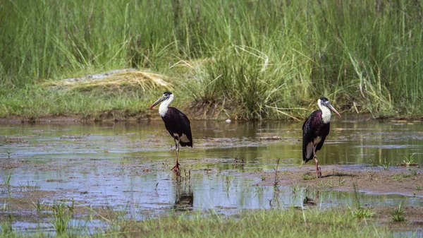 Cegonha-de-pescoço-lanoso no parque nacional da Bardia, Nepal — Fotografia de Stock