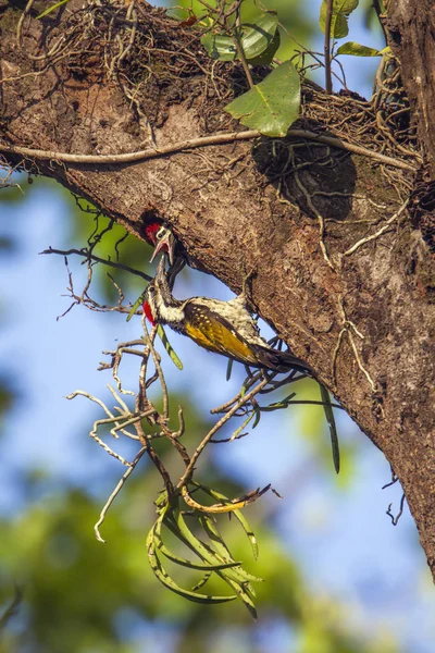 Чорний rumped flameback в Bardia Національний парк, Непал — стокове фото