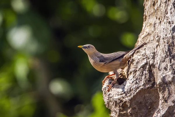 Kasztan tailed szpak w parku narodowym Bardiję, Nepal — Zdjęcie stockowe