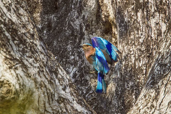 Rouleau indien dans le parc national de Bardia, Népal — Photo