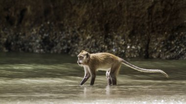 Yengeç yiyen makak şapka Chao Mai Milli Park, Tayland