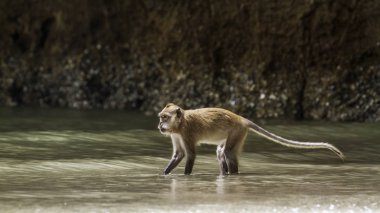 Crab-eating Macaque in Hat Chao Mai national park, Thailand clipart