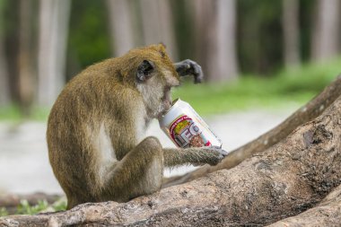 Yengeç yiyen makak şapka Chao Mai Milli Park, Tayland