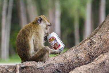 Yengeç yiyen makak şapka Chao Mai Milli Park, Tayland