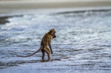Yengeç yiyen makak şapka Chao Mai Milli Park, Tayland